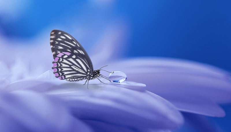 Whimsical Wonderland